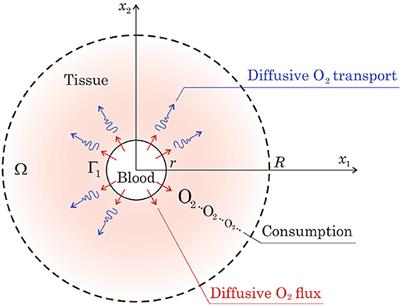 Mathematical modeling of cerebral oxygen transport from capillaries to tissue