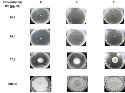 Tomato plant extract (Lycopersicon esculentum) obtained from agroindustrial byproducts and its antifungal activity against Fusarium spp.