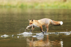 Male of red fox with fish in the river - Vulpes vulpes