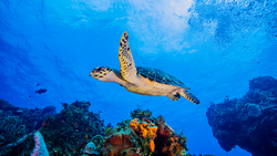 Hawksbill Turtle swimming over coral, Cozumel